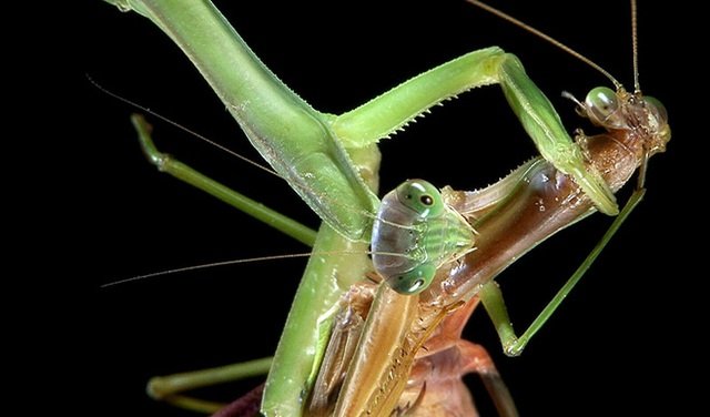 Male mantises are evolving to avoid being eaten by female mantises after mating